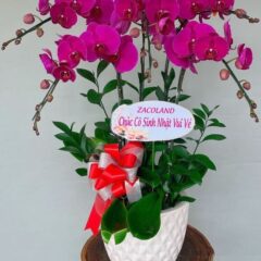 [Top1] Lan Hồ Điệp Cát Tường