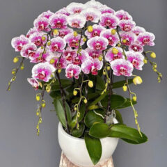 [Top1] Lan Hồ Điệp Phú Quý