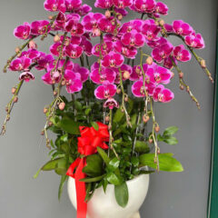 [Top1] Lan Hồ Điệp Vương Giả