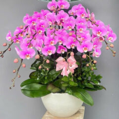 [Top1] Lan Hồ Điệp Thịnh Vượng