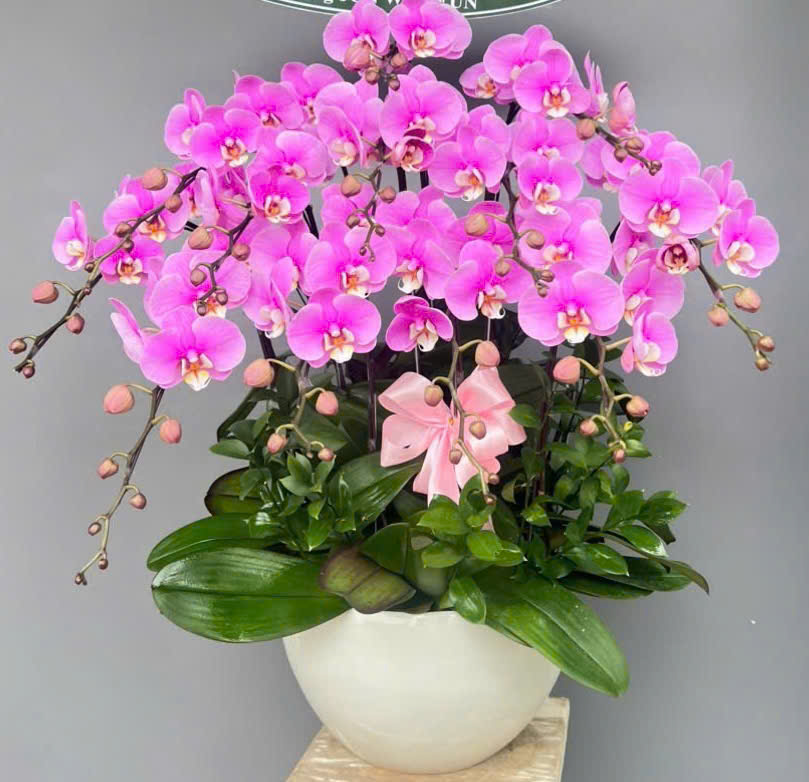 [Top1] Lan Hồ Điệp Thịnh Vượng