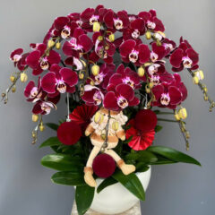 [Top1] Lan Hồ Điệp Kim Phát