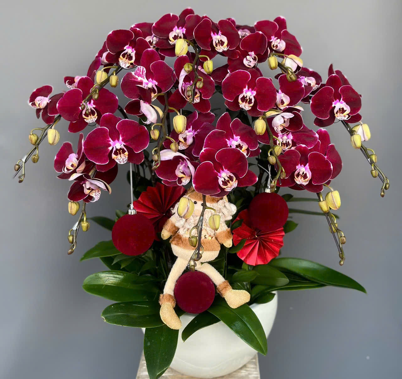 [Top1] Lan Hồ Điệp Kim Phát