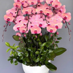 [Top1] Lan Hồ Điệp An Khang