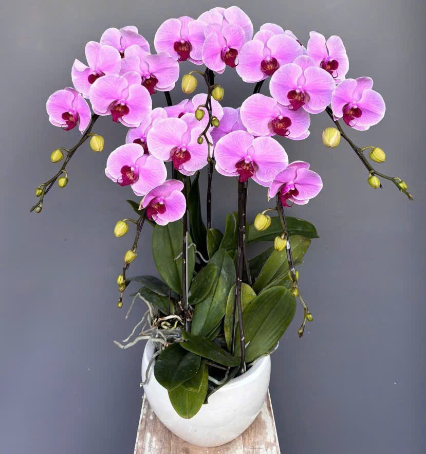 [Top1] Lan Hồ Điệp Hưng Thịnh