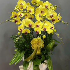 [Top1] Lan Hồ Điệp Tài Lộc