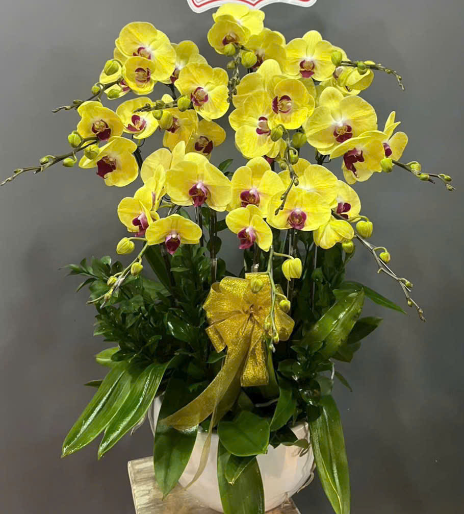 [Top1] Lan Hồ Điệp Tài Lộc